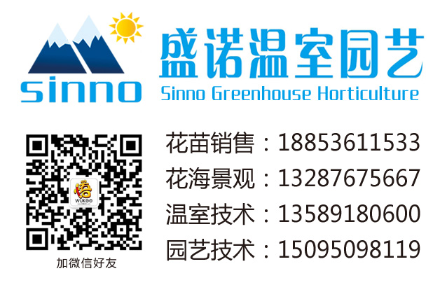 产品直供银叶菊什么品种好