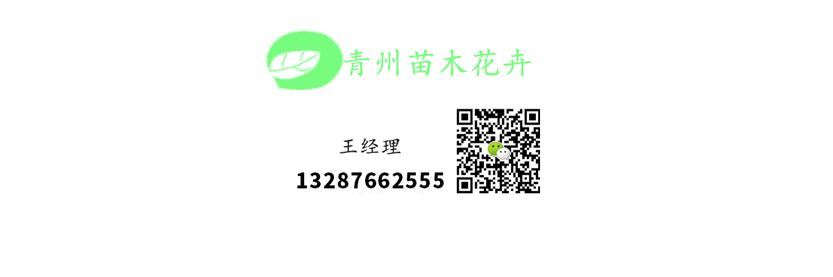 甘肃睡莲专业育苗基地形态特征球类系列