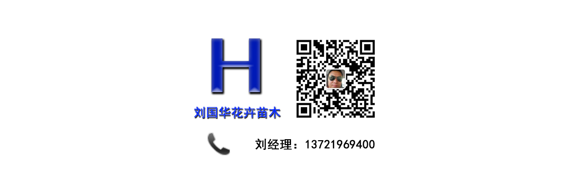 点击查看成活率高的月季哪里有