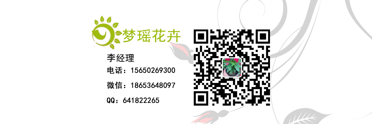 火炬花绿化工程苗多少钱一棵