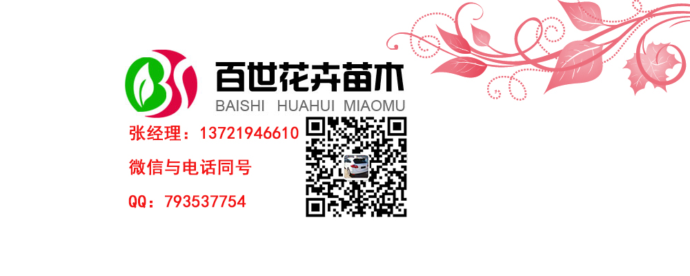 雏菊养护种子基地介绍