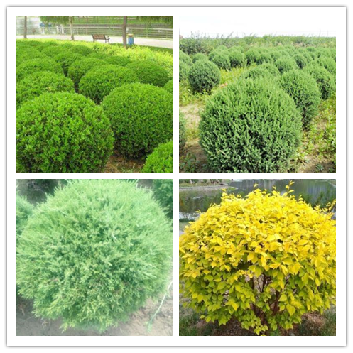 卫矛种植技术,卫矛种植技术要点