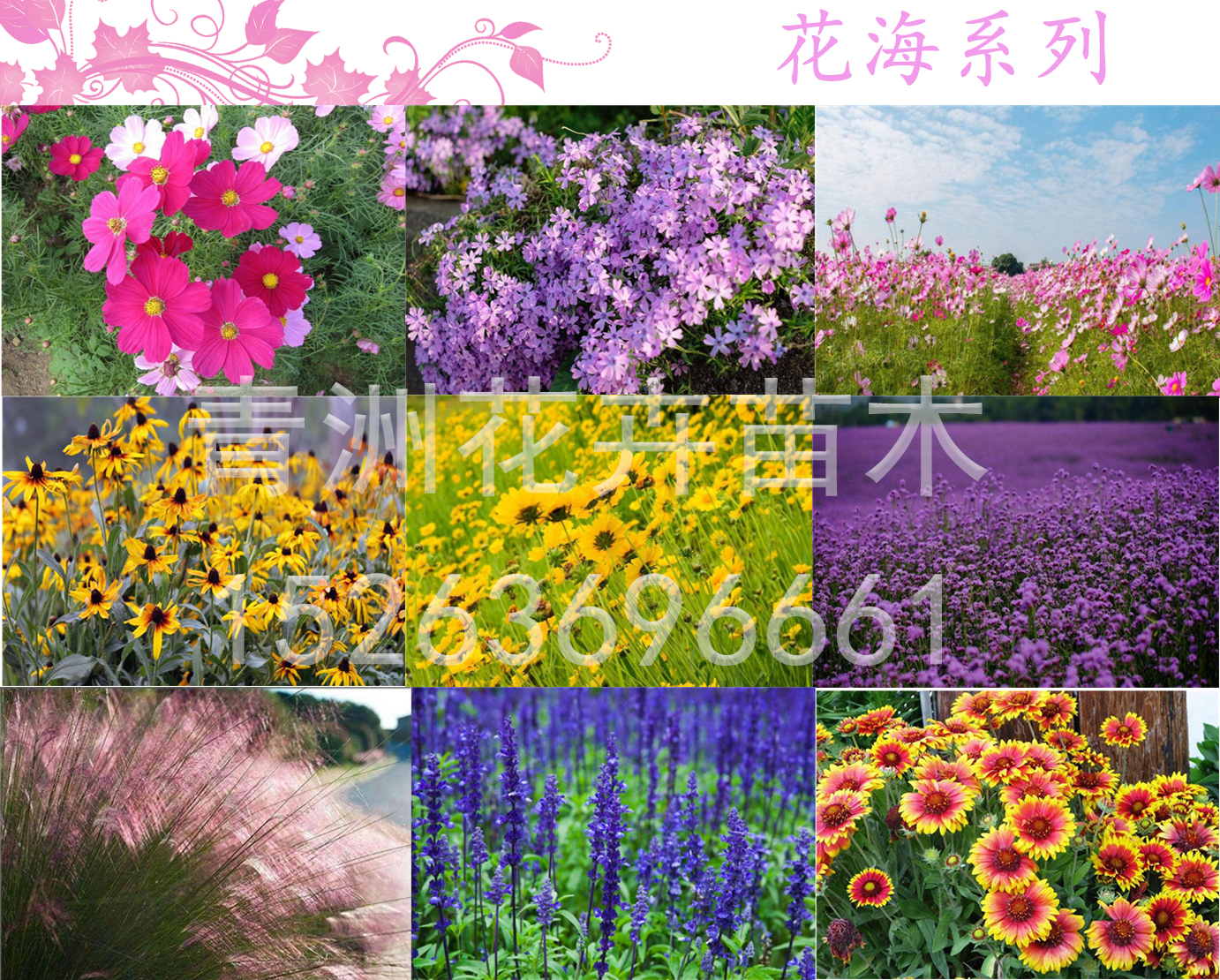 行情分析水竹毛球价格