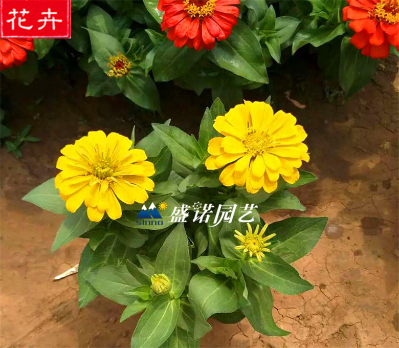 信誉好红运萱草接种