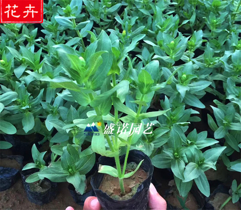 信誉好红运萱草接种