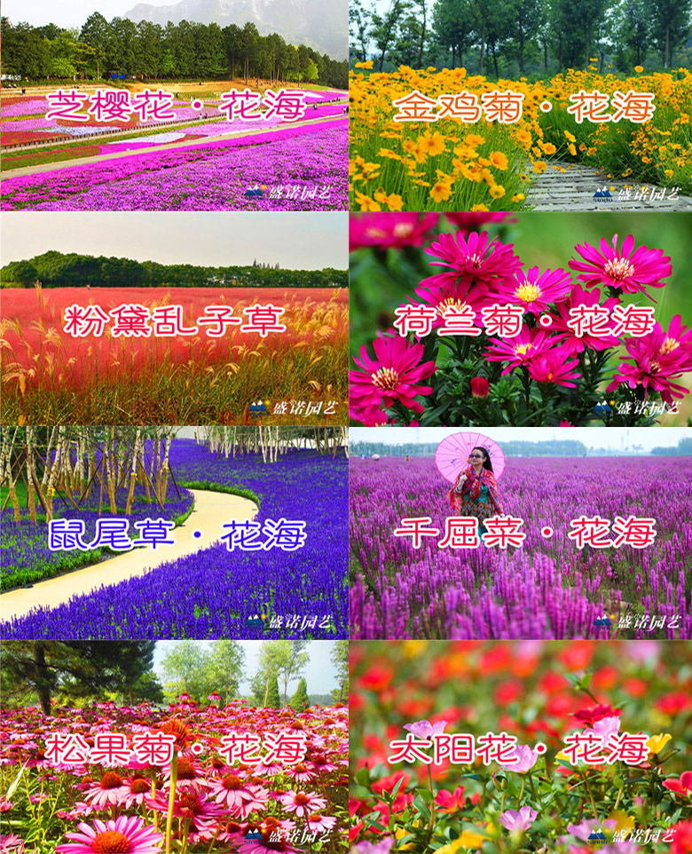 千日红有什么品种