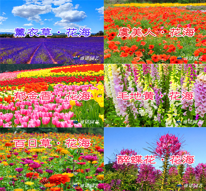 千日红有什么品种