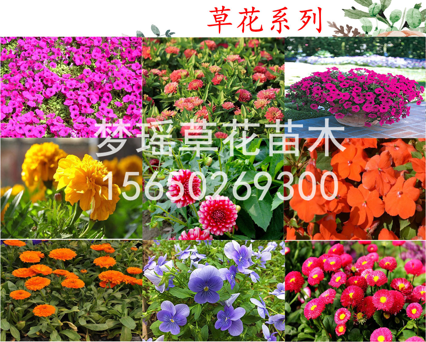 火炬花绿化工程苗多少钱一棵