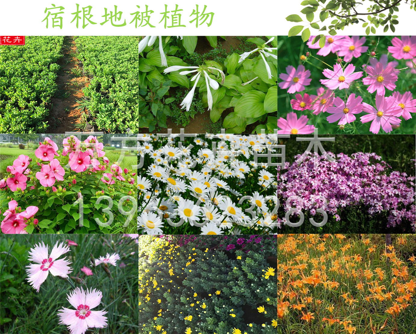 一串红价格采购基地