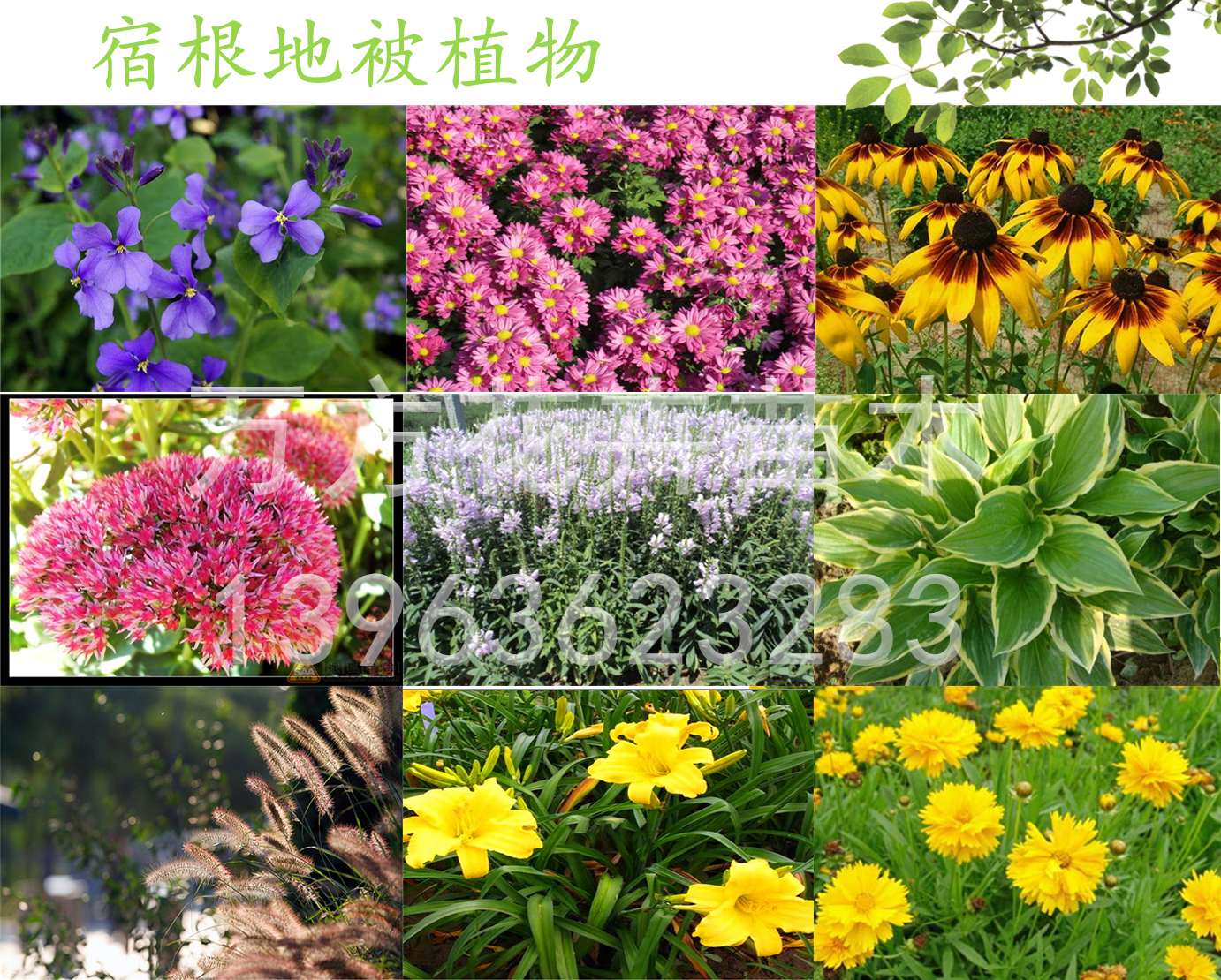 立即咨询薰衣草价格工程造价批发价