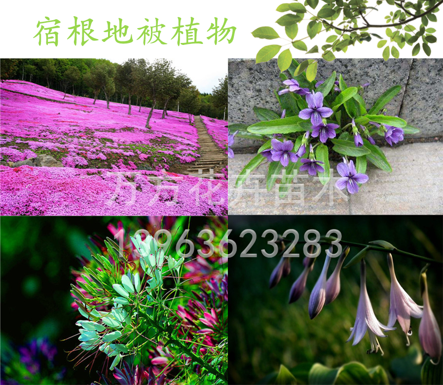 一串红价格采购基地