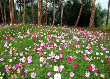 雏菊养护种子基地介绍