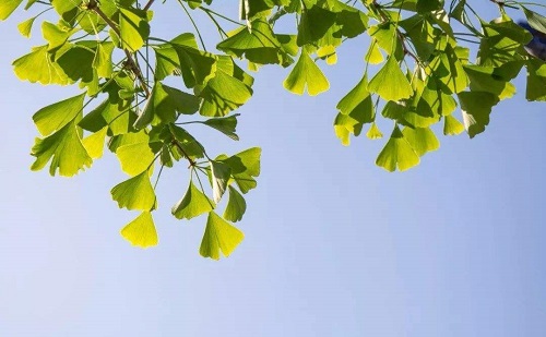 比较好的26公分银杏树