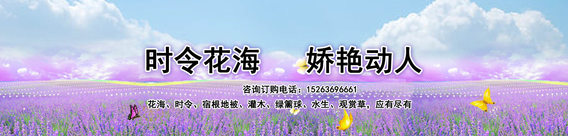 行情分析水竹毛球价格