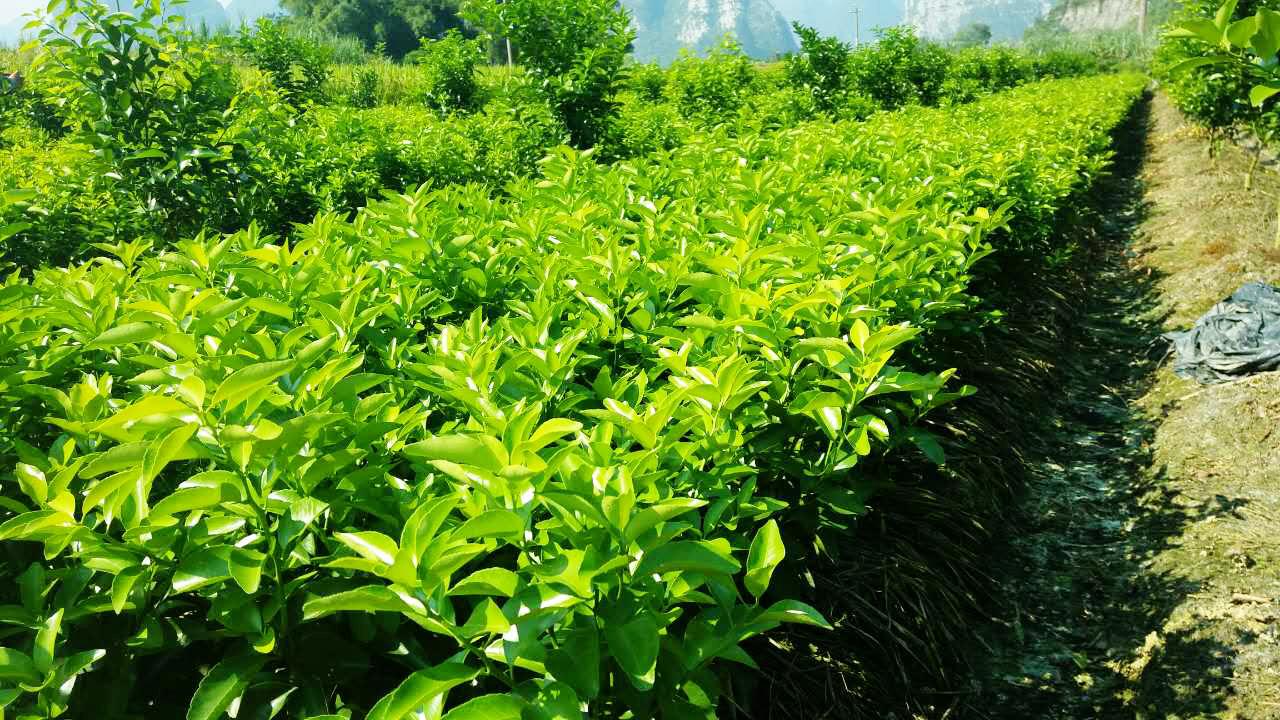 纳溪枳壳苗培育