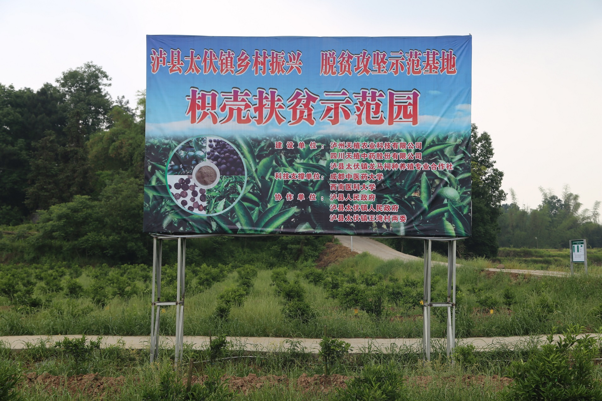 低价宜宾大雅橘信誉保证