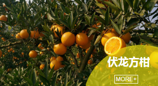 了解自贡柑橘区域