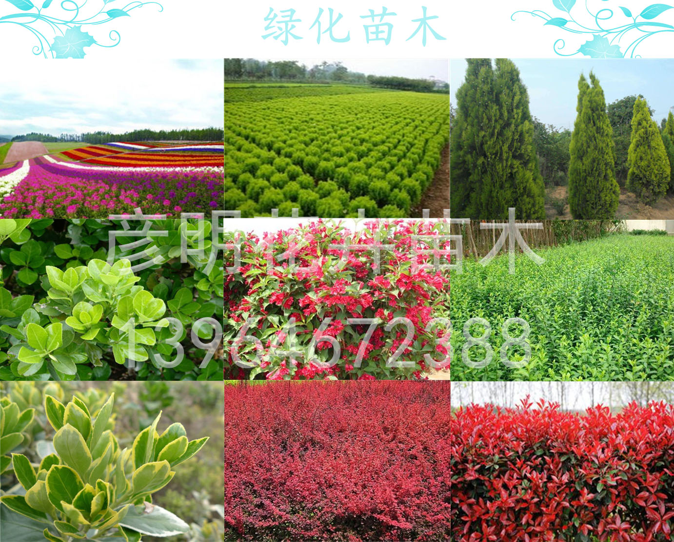 千亩苗圃「红瑞木」栽培技术在线咨询价格