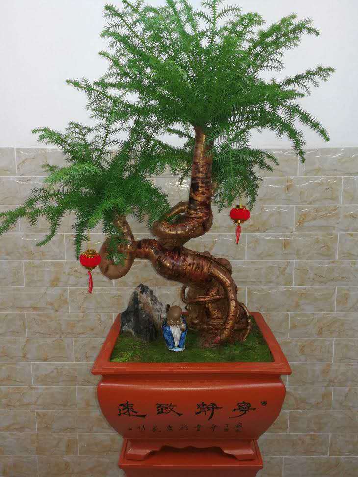 专业的绿植盆栽出租服务好