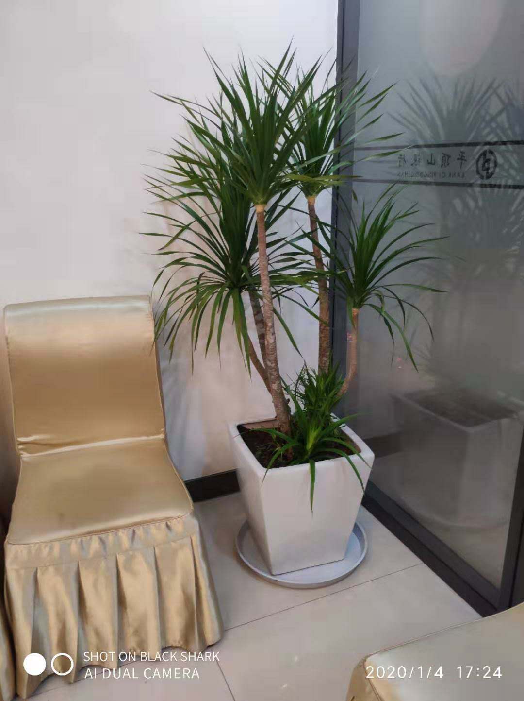 首选商务楼租绿植联系电话如何做