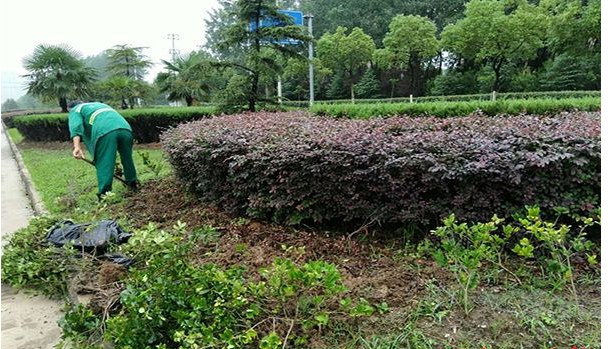 锦州如何办白蚁防治工多长时间可以拿到