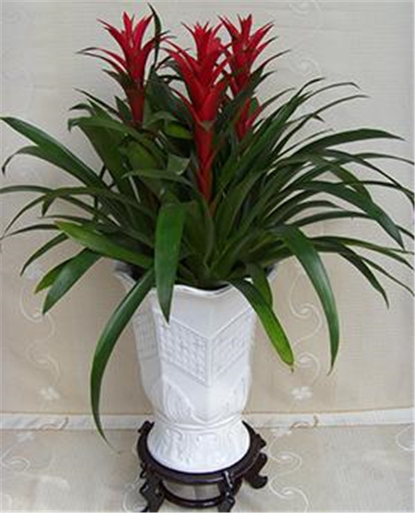 绿植市场