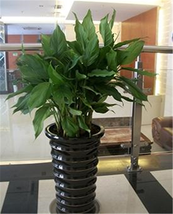 可靠中型绿植租赁服务商