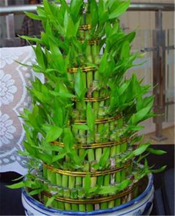 优选直供租花公司