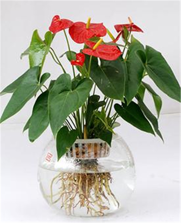哪里买水培花卉