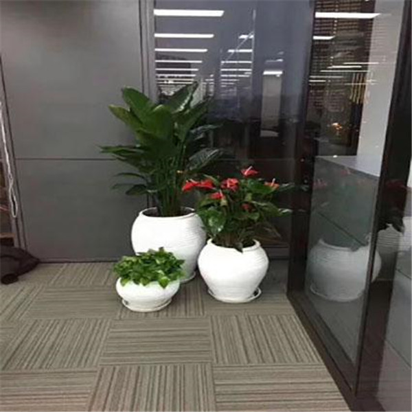 出名的草花租赁哪里有卖