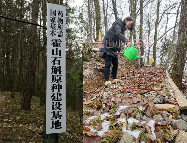 怎么分辨霍山石斛价格表