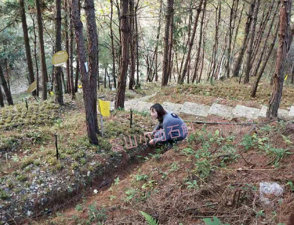 怎么分辨霍山石斛价格表